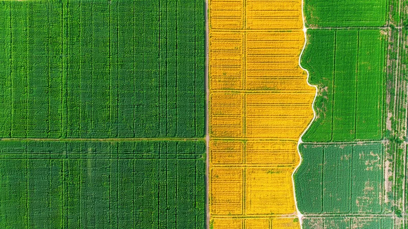 Basis risk in crop insurance — county field contrast diagram