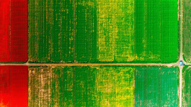 NDVI yield forecasting visualization showing vegetation index map