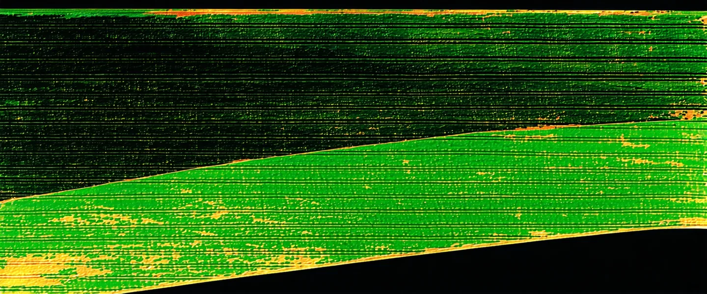 Satellite orbital swath visualization over US midwest cropland in false-color NDVI